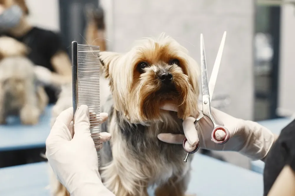 Toiletteur canin à Onard