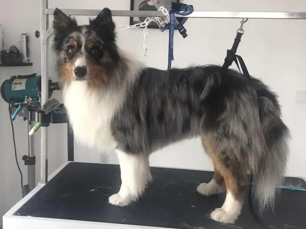 Toiletteur chien à Onard