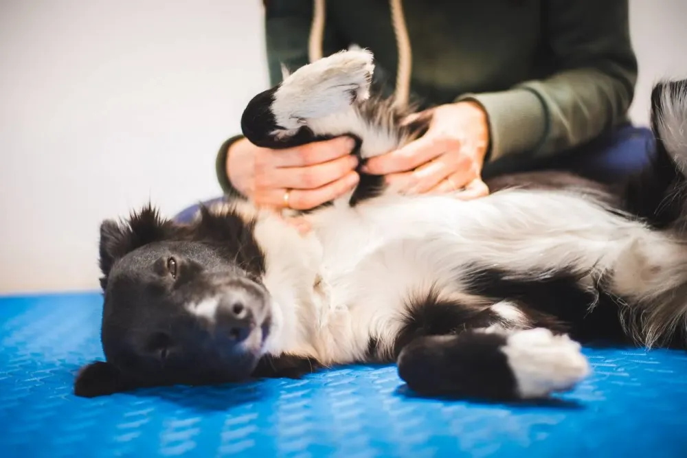 Seances-de-Reiki-energisantes-pour-chiens-dans-les-Landes