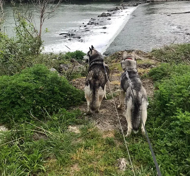 Pension canine à Onard