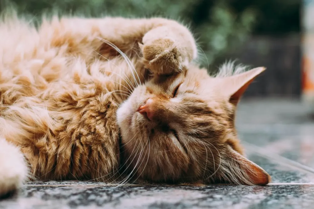chat